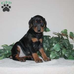 Angela, Doberman Pinscher Puppy